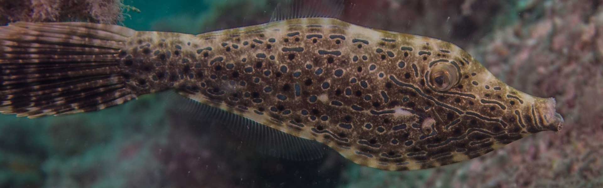 Filefish